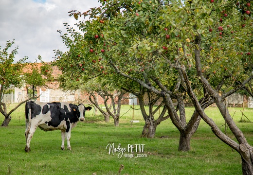 #1509203980 - crédit Nadège PETIT @agri zoom