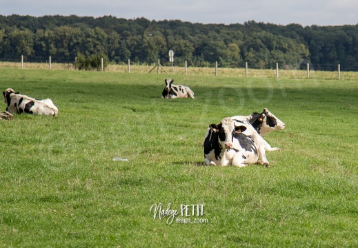 #1509203987 - crédit Nadège PETIT @agri zoom