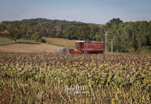 #1509294440 - crédit Nadège PETIT @agri zoom