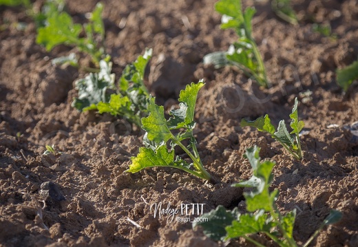 #1509294456 - crédit Nadège PETIT @agri zoom