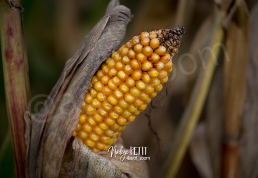 #1510084601 - crédit Nadège PETIT @agri zoom