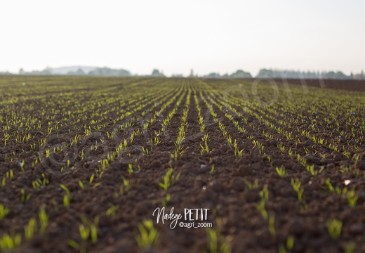 #1510125084 - crédit Nadège PETIT @agri zoom