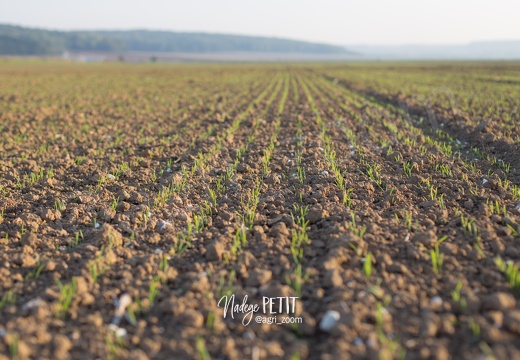 #1510125088 - crédit Nadège PETIT @agri zoom