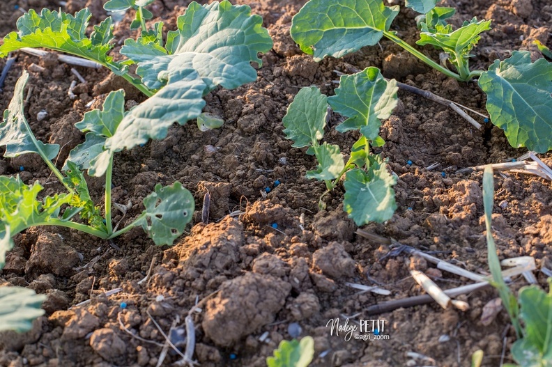#1510125119 - crédit Nadège PETIT @agri zoom - #1510125119 - crédit Nadège PETIT @agri_zoom.jpg #1510125119 - crédit Nadège PETIT @agri_zoom.jpg
