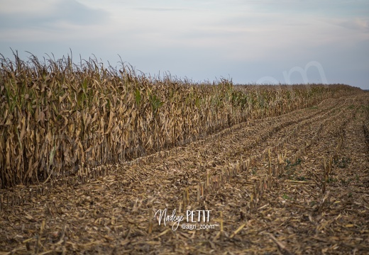 #1510275718 - crédit Nadège PETIT @agri zoom