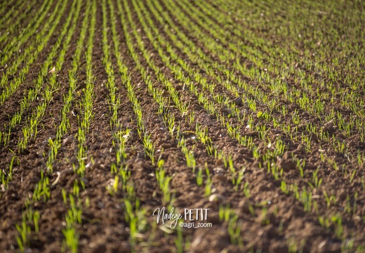 #1510315813 - crédit Nadège PETIT @agri zoom