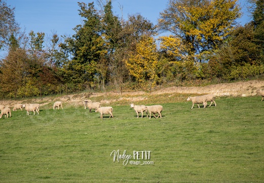 #1510315859 - crédit Nadège PETIT @agri zoom