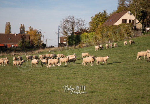 #1510315863 - crédit Nadège PETIT @agri zoom