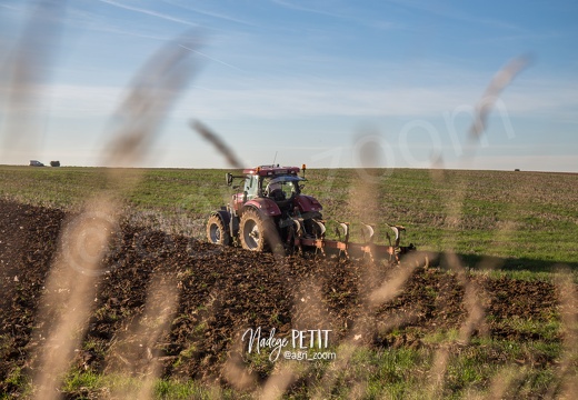 #1510315929 - crédit Nadège PETIT @agri zoom