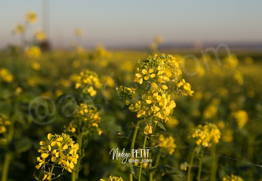 #1510315973 - crédit Nadège PETIT @agri zoom