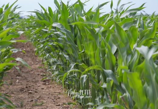 #1506260546 - crédit Nadège PETIT @agri zoom