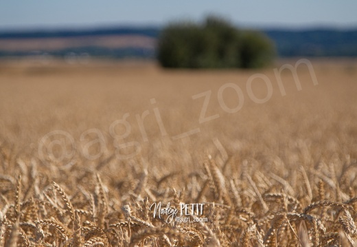 #1507101136 - crédit Nadège PETIT @agri zoom