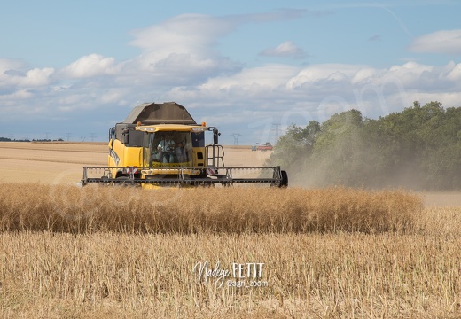 #1507171418 - crédit Nadège PETIT @agri zoom