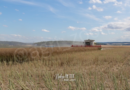 #1507171456 - crédit Nadège PETIT @agri zoom