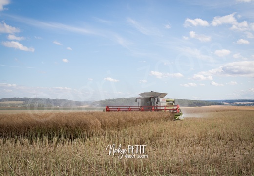 #1507171459 - crédit Nadège PETIT @agri zoom