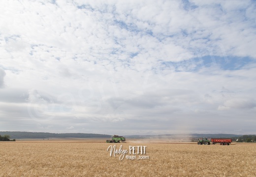 #1507181540 - crédit Nadège PETIT @agri zoom