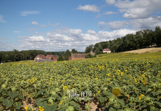 #1507211601 - crédit Nadège PETIT @agri zoom