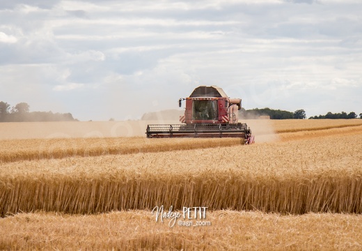 #1507221765 - crédit Nadège PETIT @agri zoom