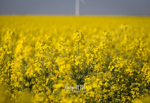 paysages Printemps - display this album paysages Printemps