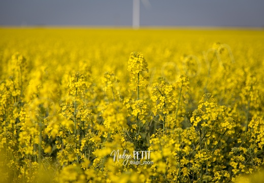 paysages Printemps