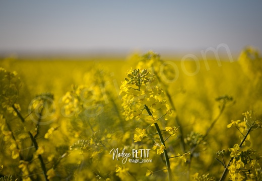 #1504212825 - crédit Nadège PETIT @agri zoom