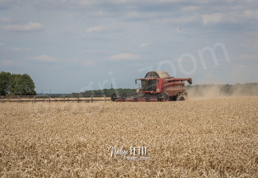 #1507231847 - crédit Nadège PETIT @agri zoom