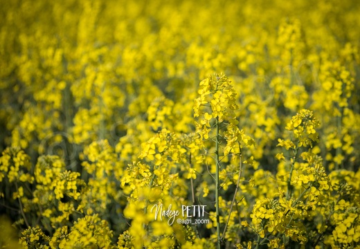 #1504212833 - crédit Nadège PETIT @agri zoom