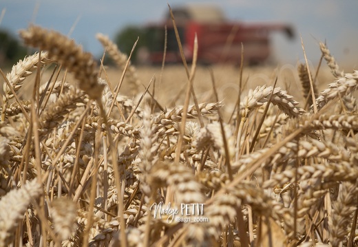 #1507231850 - crédit Nadège PETIT @agri zoom