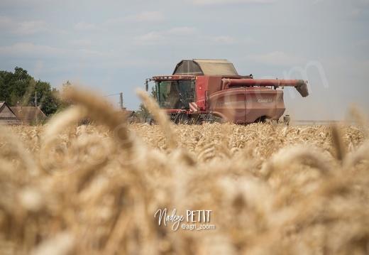 #1507231851 - crédit Nadège PETIT @agri zoom