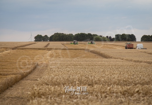 #1507242014 - crédit Nadège PETIT @agri zoom