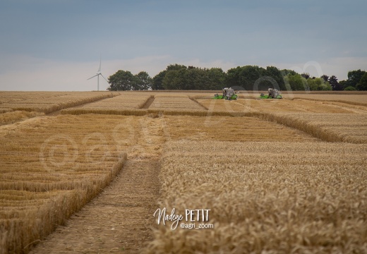 #1507242015 - crédit Nadège PETIT @agri zoom