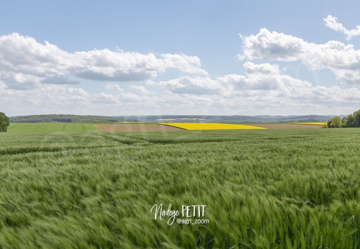 #1505053183 - crédit Nadège PETIT @agri zoom