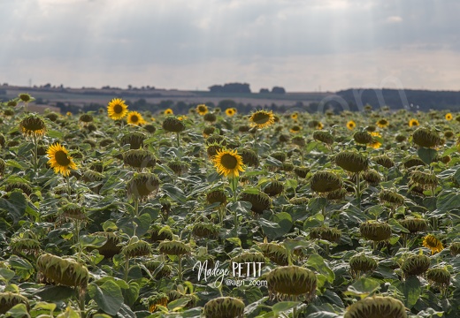 #1508102635 - crédit Nadège PETIT @agri zoom