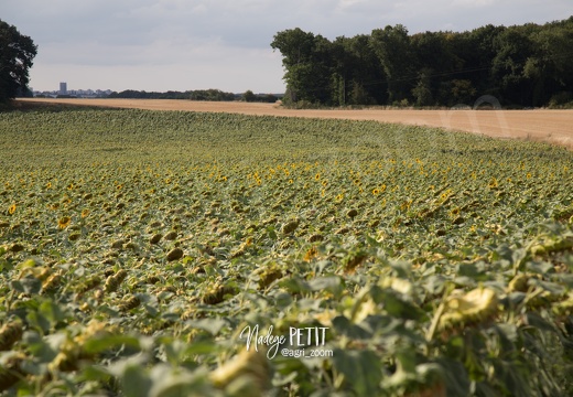 #1508102650 - crédit Nadège PETIT @agri zoom