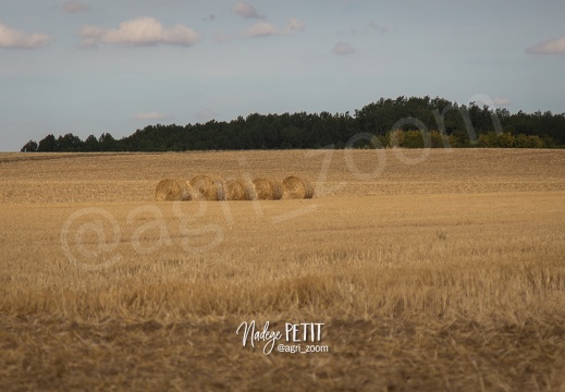 #1508102660 - crédit Nadège PETIT @agri zoom