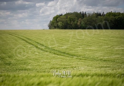 #1505053223 - crédit Nadège PETIT @agri zoom