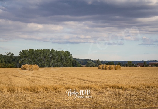 #1508102665 - crédit Nadège PETIT @agri zoom