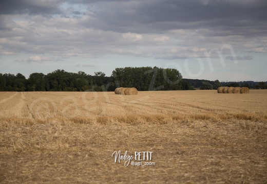 #1508102666 - crédit Nadège PETIT @agri zoom
