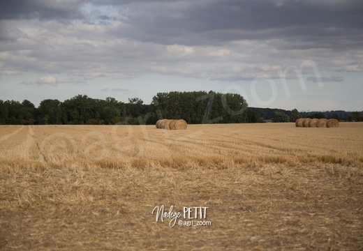 #1508102666 - crédit Nadège PETIT @agri zoom