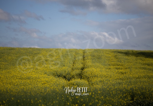 #1505143901 - crédit Nadège PETIT @agri zoom