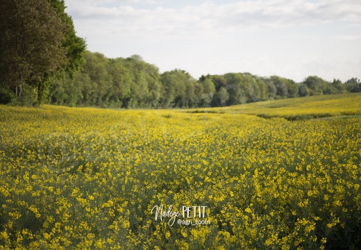 #1505143913 - crédit Nadège PETIT @agri zoom