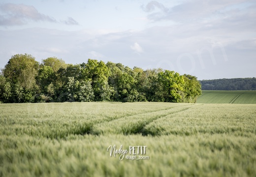 #1505143952 - crédit Nadège PETIT @agri zoom