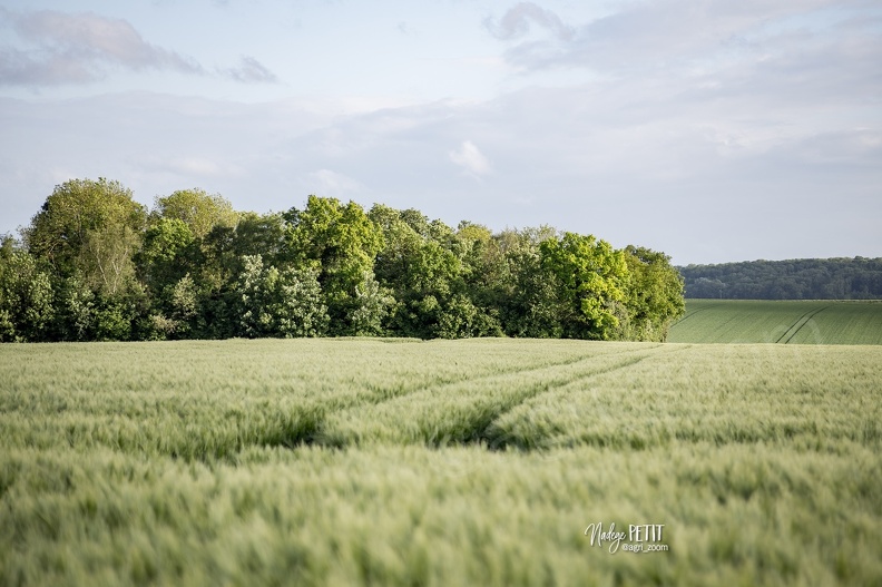#1505143952 - crédit Nadège PETIT @agri zoom - #1505143952 - crédit Nadège PETIT @agri_zoom.jpg #1505143952 - crédit Nadège PETIT @agri_zoom.jpg