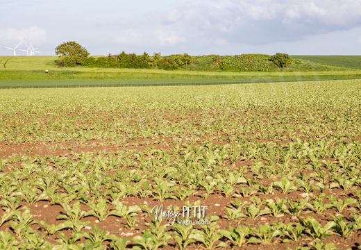 #1505143992 - crédit Nadège PETIT @agri zoom