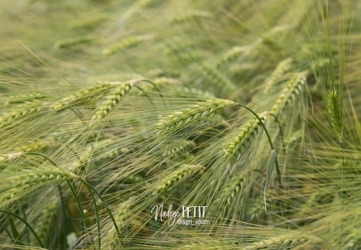 ABONDANCE