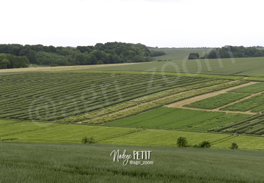 #150602 - crédit Nadège PETIT @agri zoom