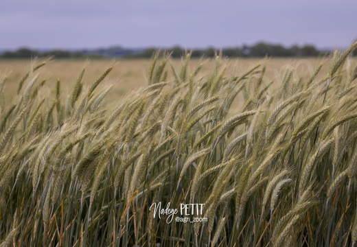 #1506025056 - crédit Nadège PETIT @agri zoom