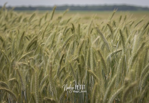 #1506025058 - crédit Nadège PETIT @agri zoom