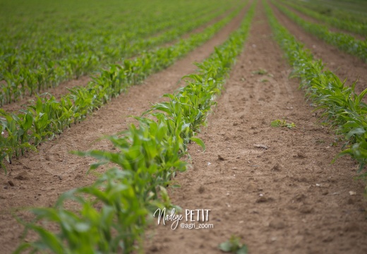 #1506022 - crédit Nadège PETIT @agri zoom