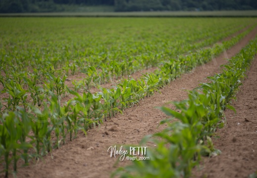 #1506022-3 - crédit Nadège PETIT @agri zoom